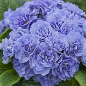 PRIMULA v. BOUQUET PERFECT™ Series 'Watercolour Blue' PPAF