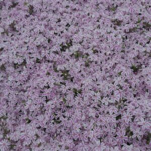 PHLOX subulata 'Candy Stripe'