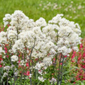THALICTRUM 'Cotton Ball' PPAF