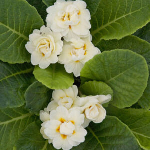 PRIMULA v. BELARINA® Series 'Cream' PP16205