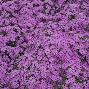 PHLOX subulata 'Fort Hill'