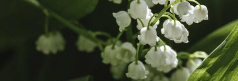   Better Perennials Have Arrived