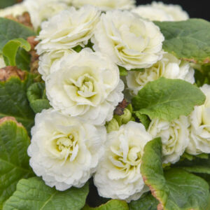 PRIMULA v. BOUQUET PERFECT™ Series 'Spearmint' PPAF