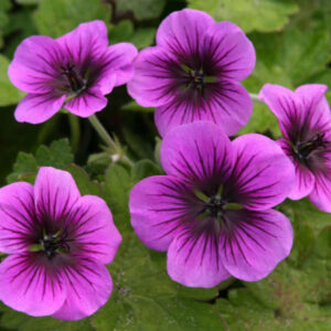 GERANIUM 'Perfect Storm'