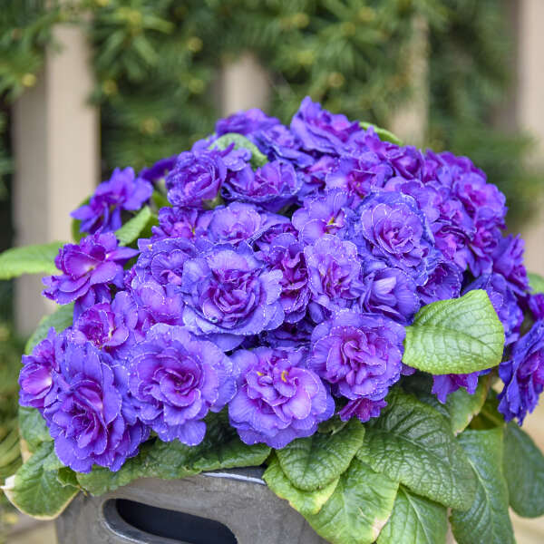 PRIMULA v. BOUQUET PERFECT™ Series 'Violetta' PPAF